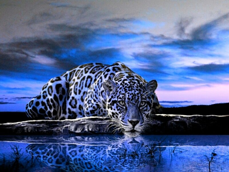 Leopard at Water's Edge — Blue