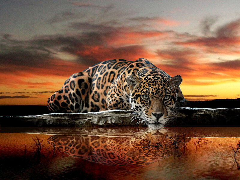 Leopard at Water's Edge — Orange