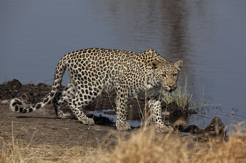 Leopard at Water's Edge