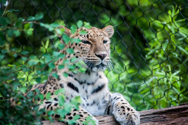leopard behind a fence