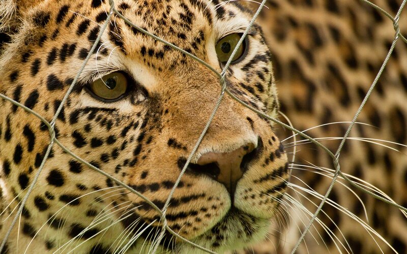 Leopard behind a wire fence
