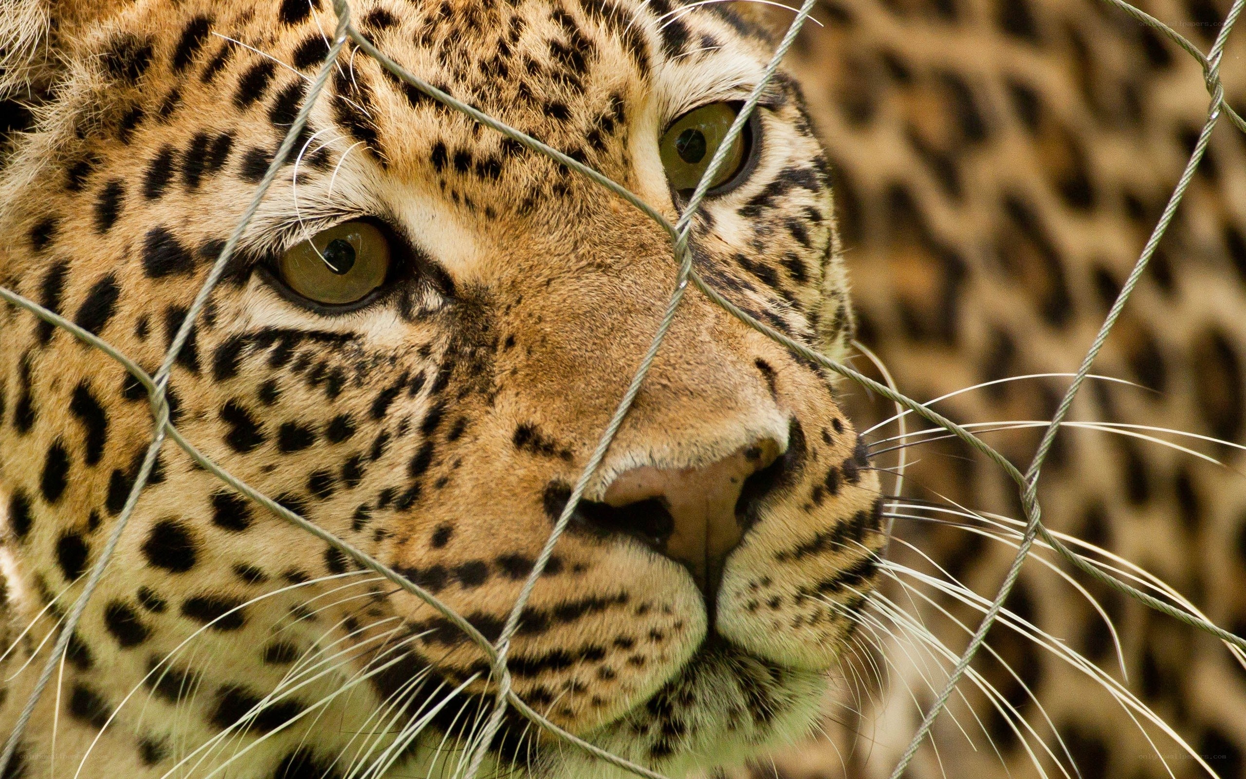 Leopard behind a wire fence