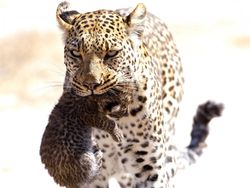 Leopard Carrying Cub
