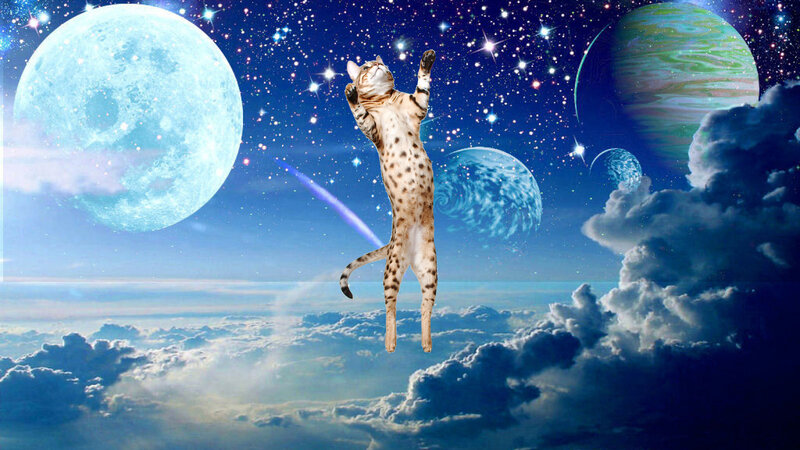 Leopard Cat in Space