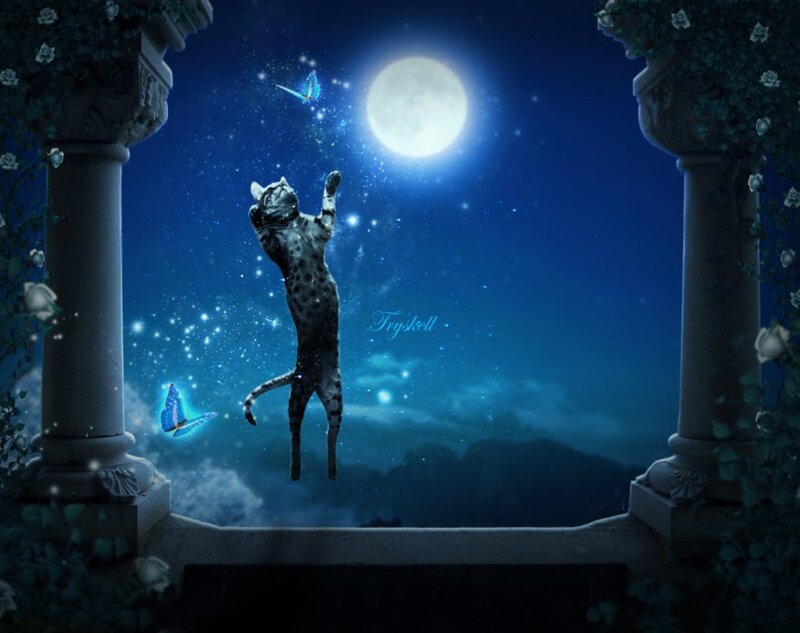 Leopard Cat Reaching for Moon