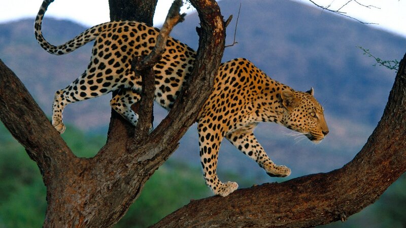 Leopard climbing a tree
