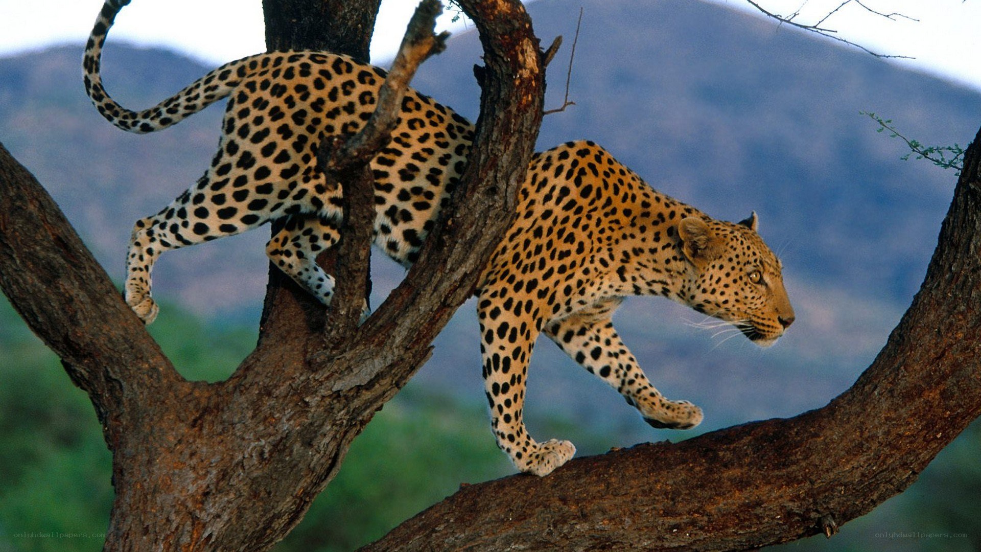 Leopard climbing a tree