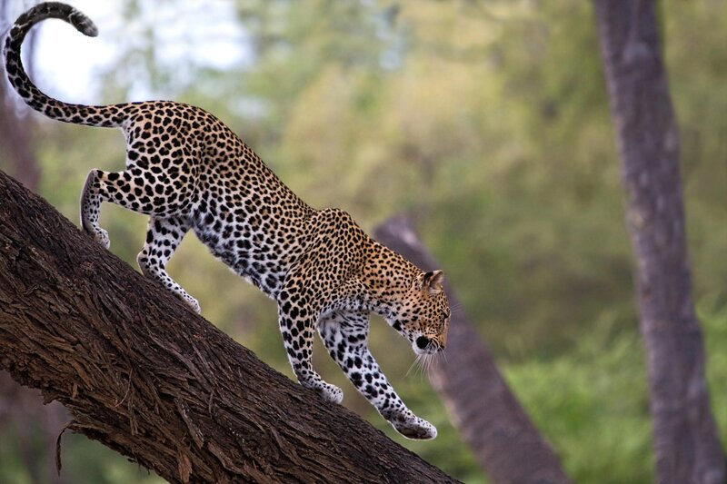 Leopard climbing a tree