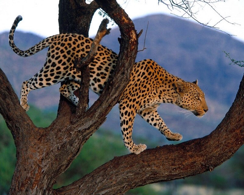 Leopard climbing a tree