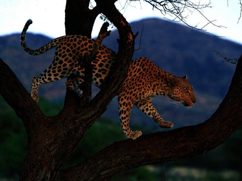 Leopard climbing a tree