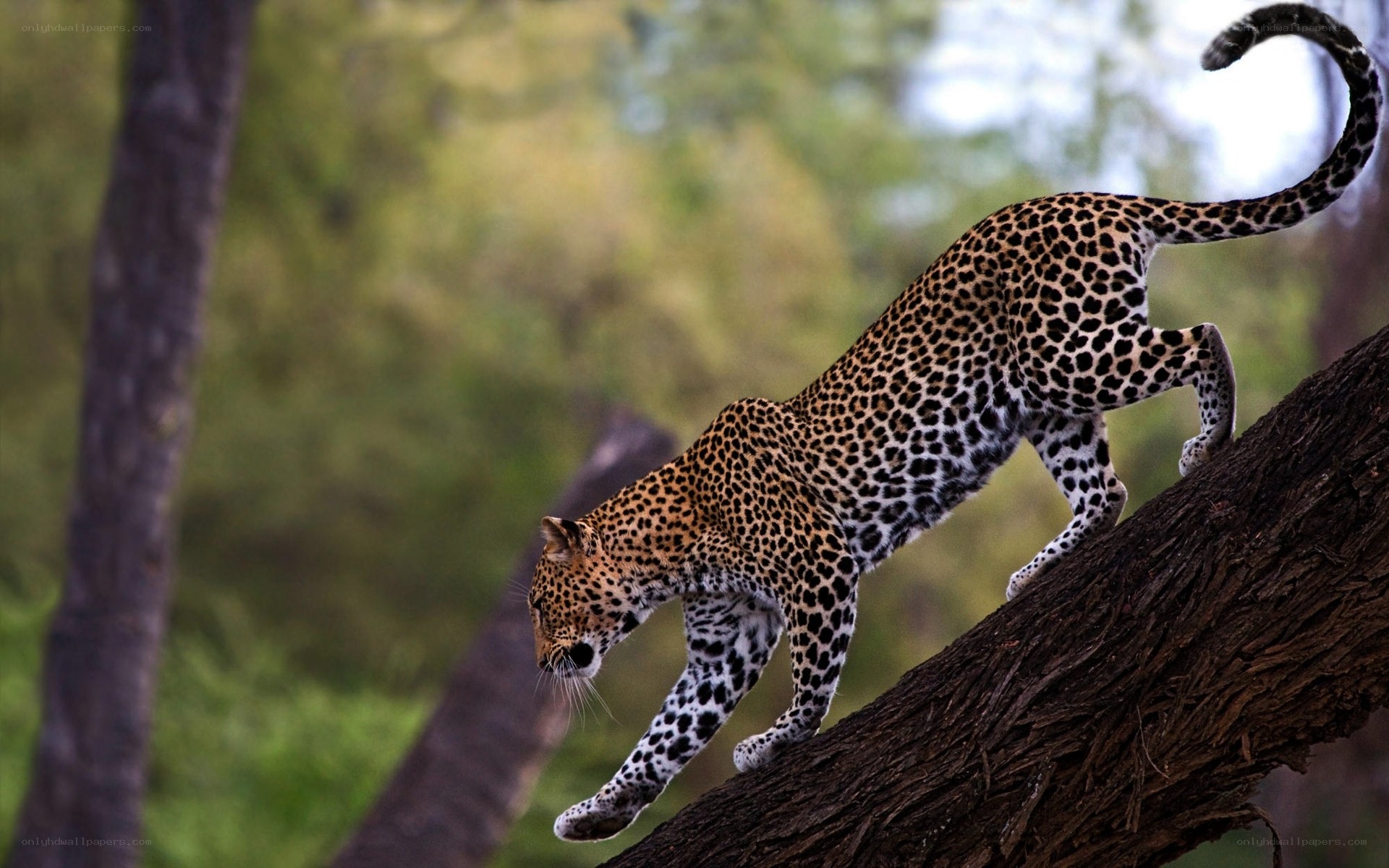 Leopard climbing a tree