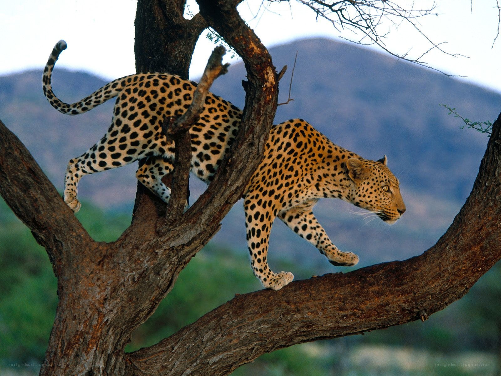 Leopard climbing a tree