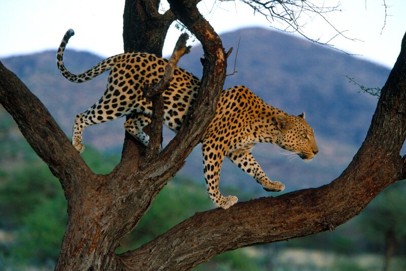 Leopard climbing a tree