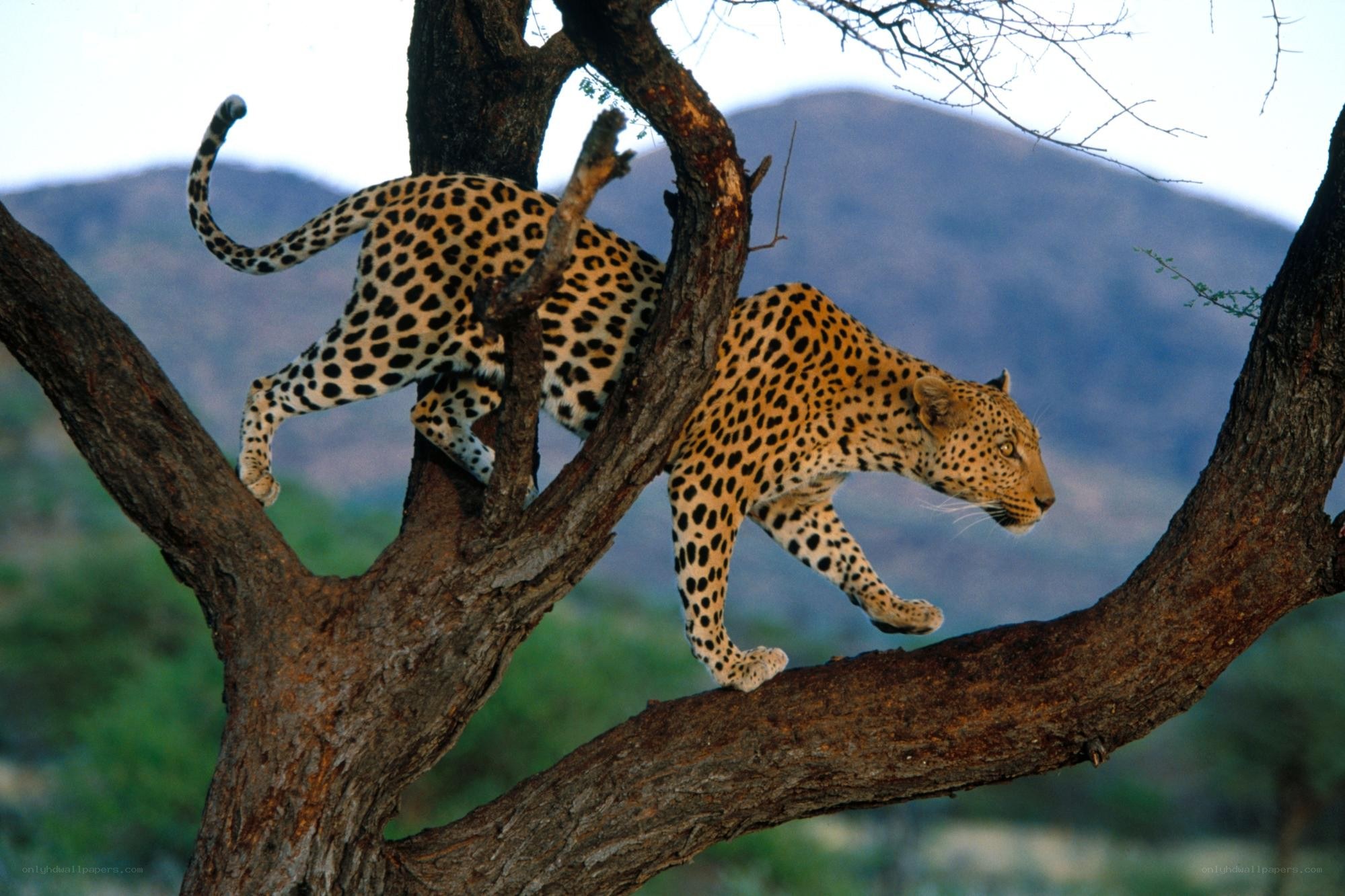 Leopard climbing a tree