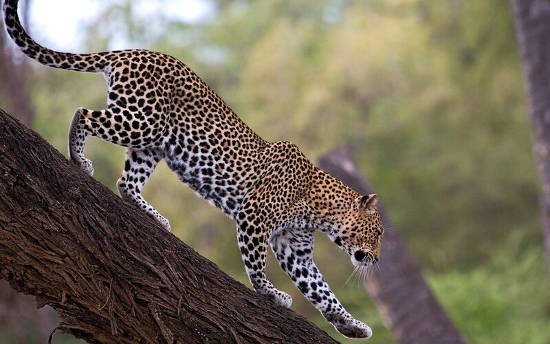 Leopard climbing a tree