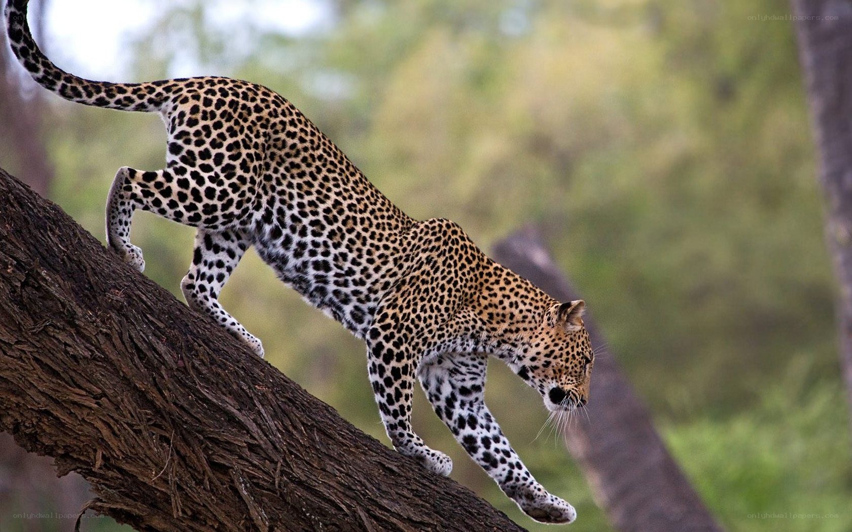 Leopard climbing a tree