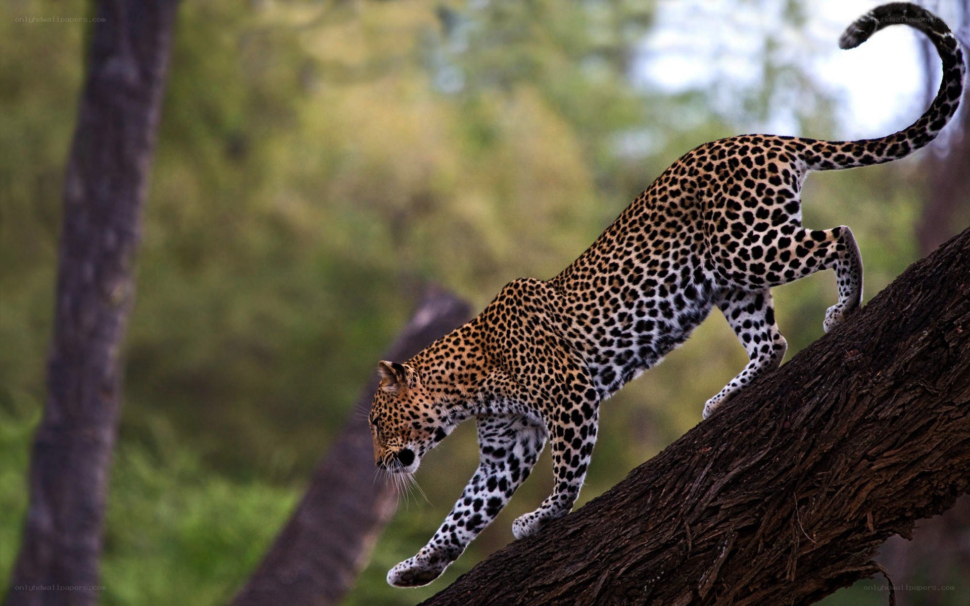 Leopard climbing a tree
