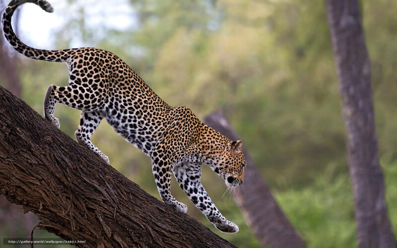 Leopard climbing a tree