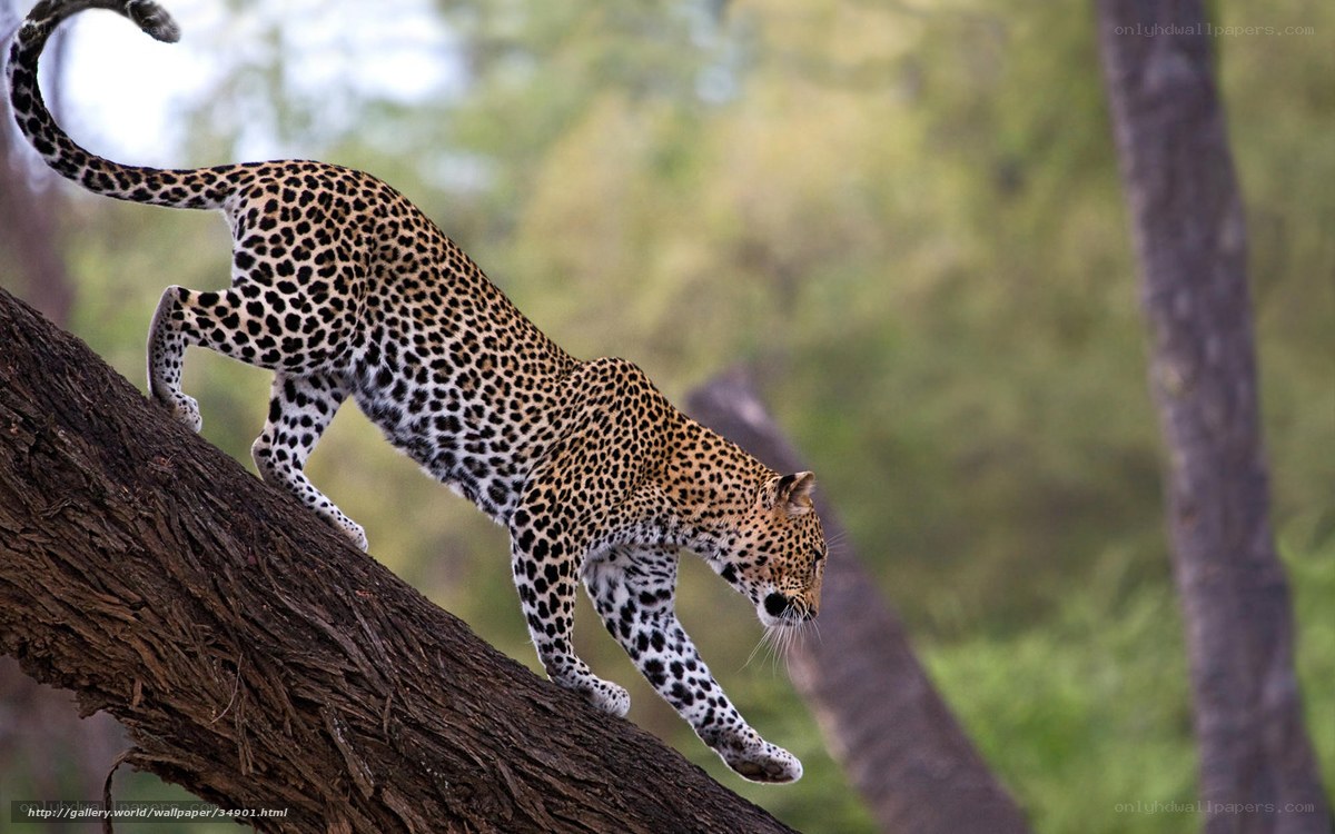 Leopard climbing a tree