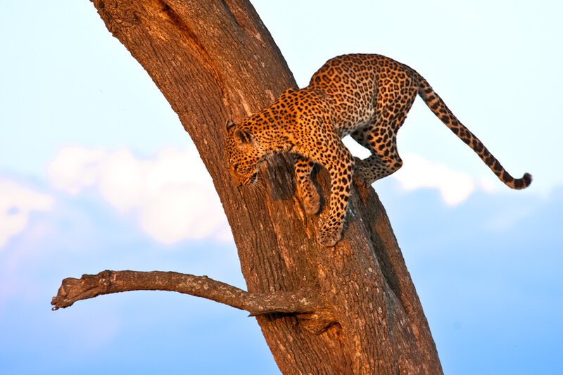 Leopard Climbing Tree — Brown