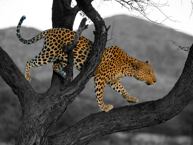 Leopard Climbing Tree — Orange