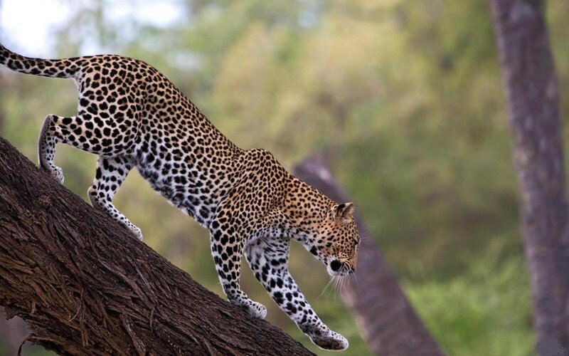 Leopard Climbing Tree