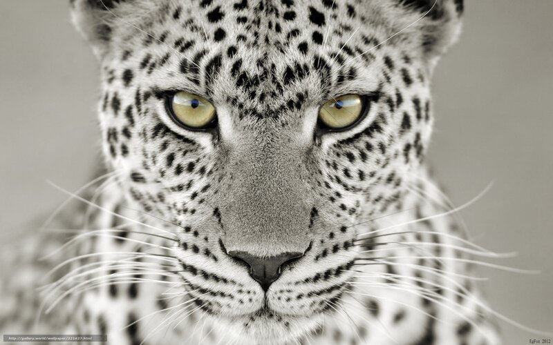 Leopard close-up portrait