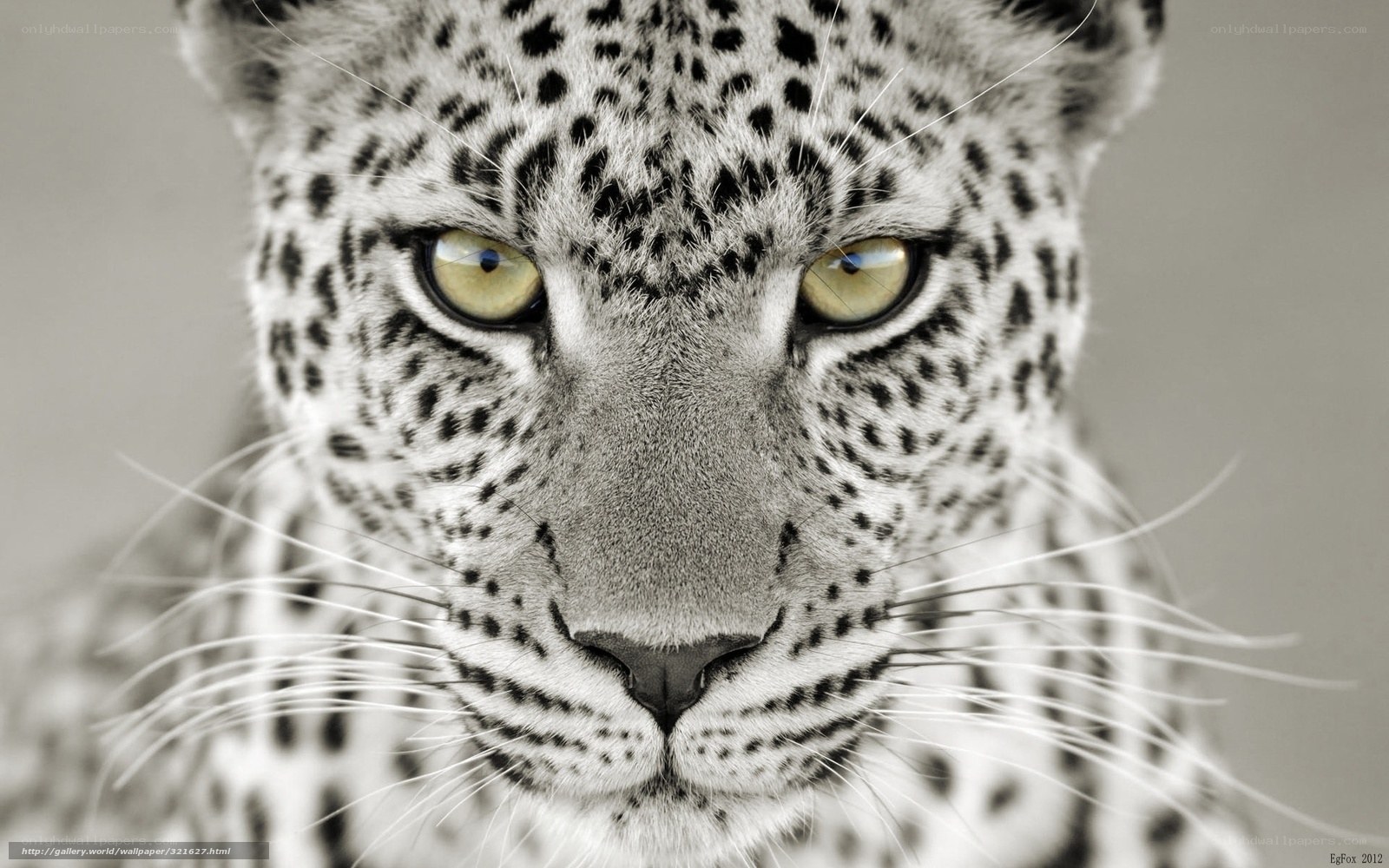 Leopard close-up portrait