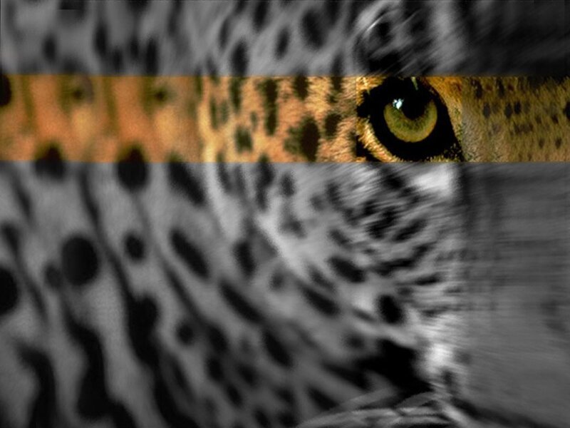 leopard close-up with motion blur