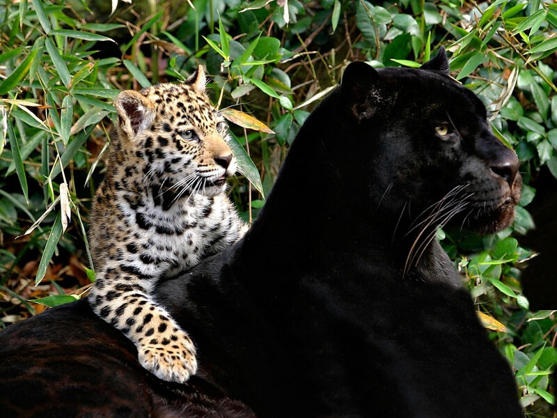 Leopard Cub and Black Panther