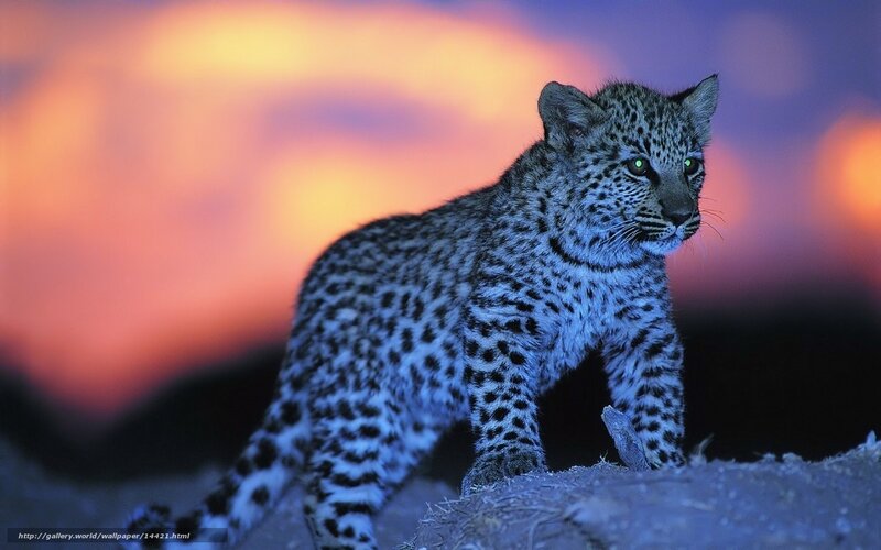 Leopard cub at sunset