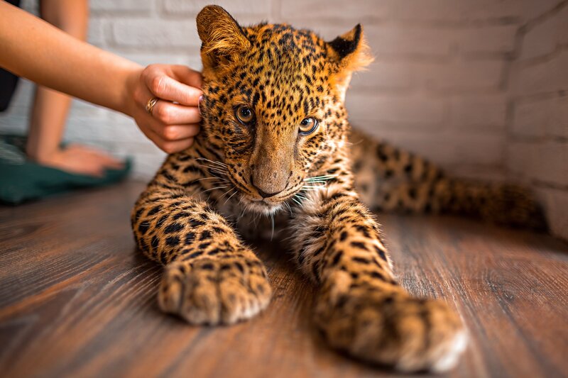 Leopard Cub Being Petted