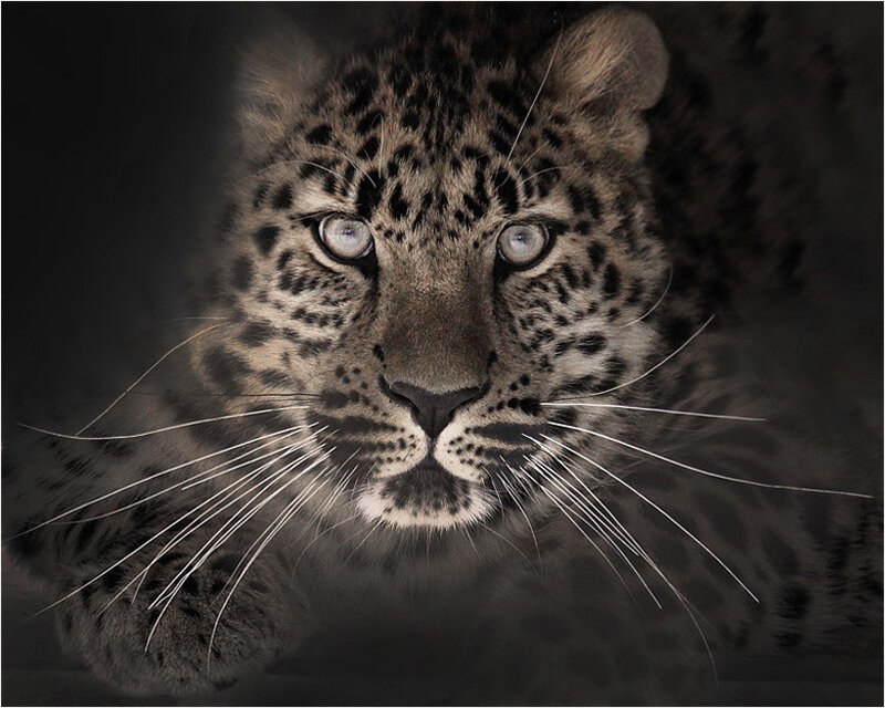 Leopard Cub — Black, Intense