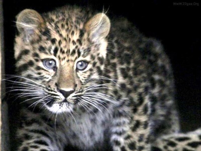 Leopard Cub — Black