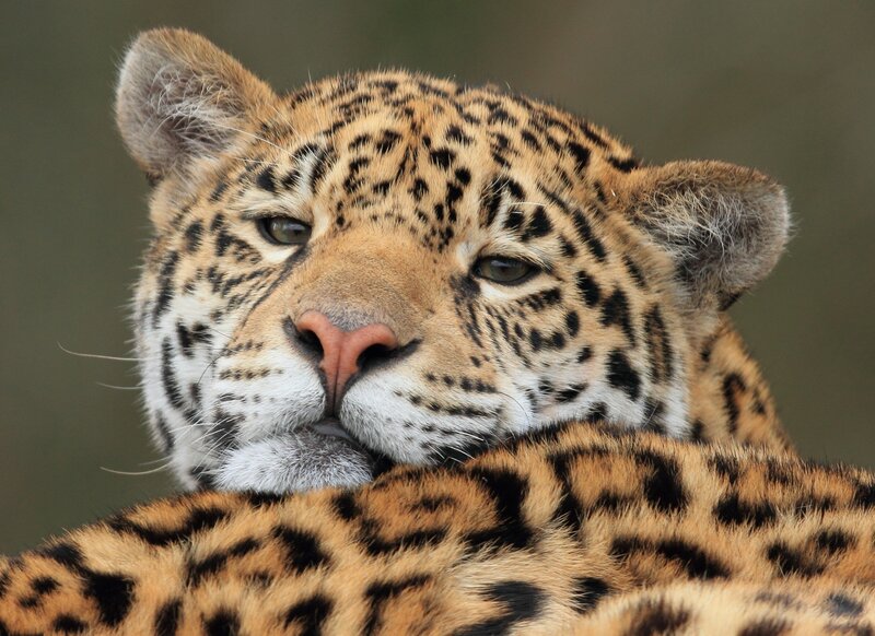 Leopard Cub — Brown, Calm, Photograph, Fur