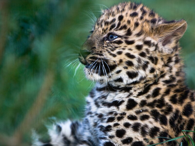 Leopard Cub — Brown, Calm, Photograph, Green Foliage