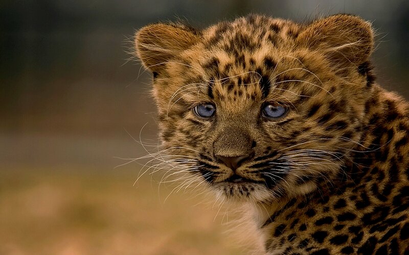 Leopard Cub — Brown, Calm, Photograph