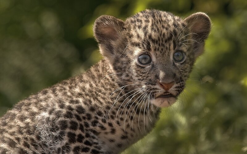 Leopard Cub — Brown, Curious, Afternoon, Photograph