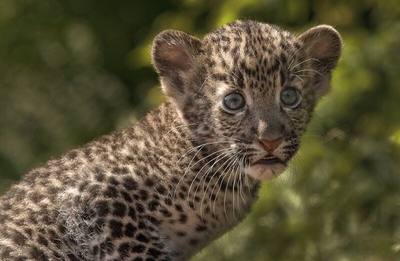 Leopard Cub — Brown, Curious, Afternoon
