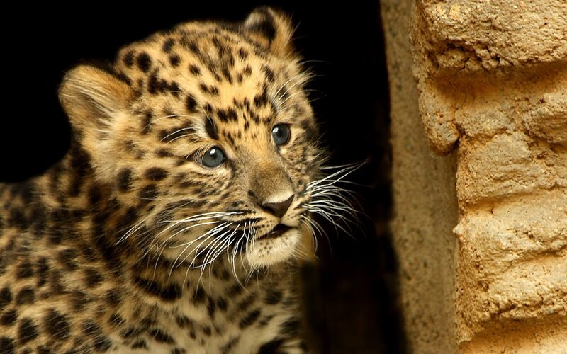 Leopard Cub — Brown, Curious, Photograph, Stone Wall