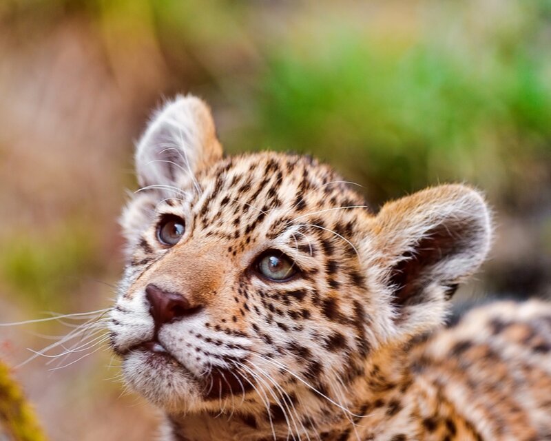 Leopard Cub — Brown, Curious, Photograph