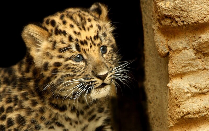 Leopard Cub — Brown, Curious, Photograph, Wall