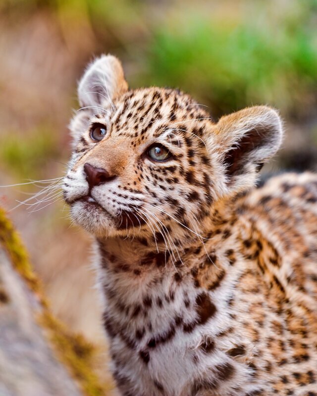 Leopard Cub — Brown, Curious, Photograph, Whiskers