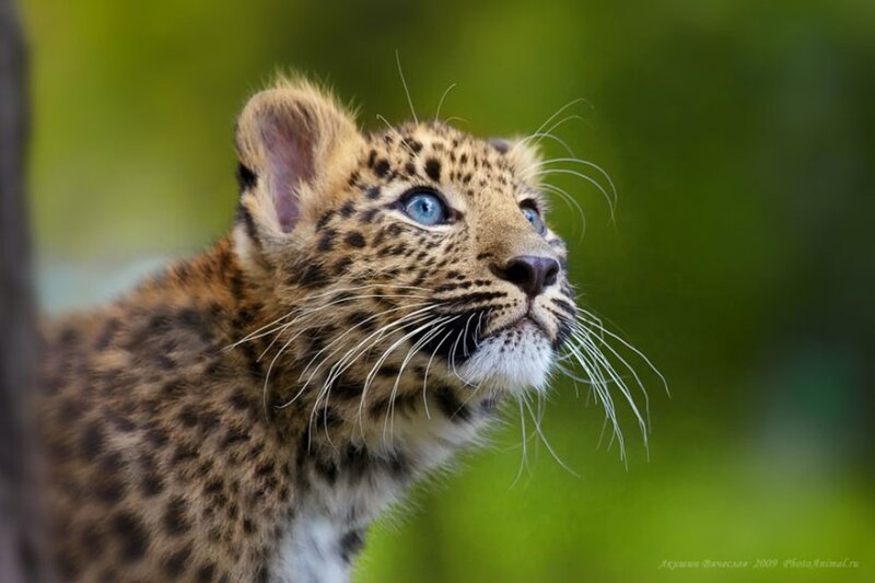 Leopard Cub — Brown, Curious