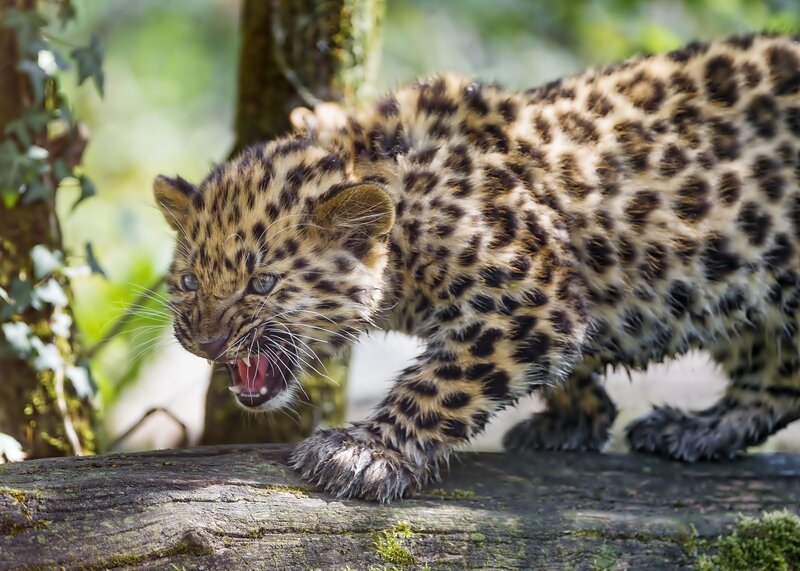 Leopard Cub — Brown, Intense, Afternoon