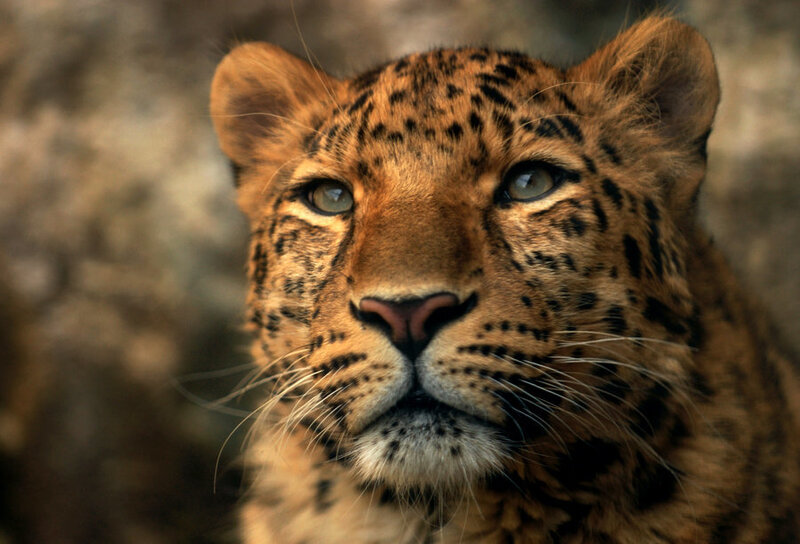 Leopard Cub — Brown, Intense