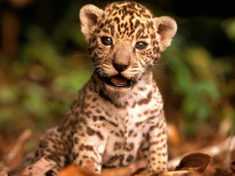 Leopard Cub — Brown, Natural