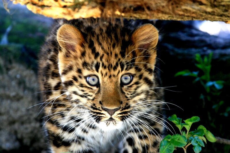 Leopard Cub — Brown