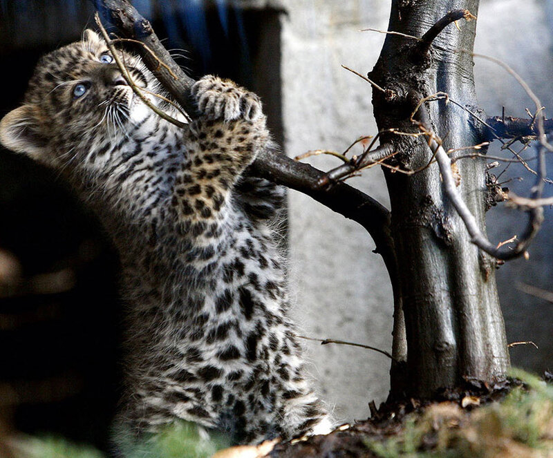 Leopard Cub Climbing