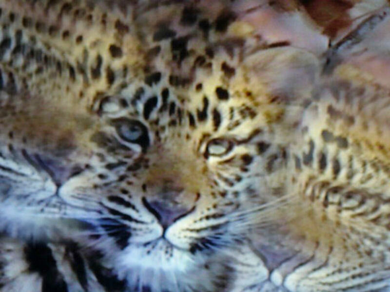 leopard cub close-up